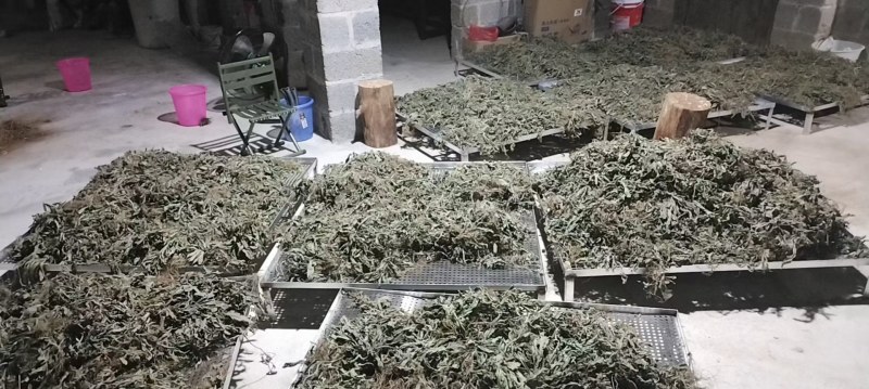 【热销】地胆头整棵带叶干货，新鲜、叶绿，干度足