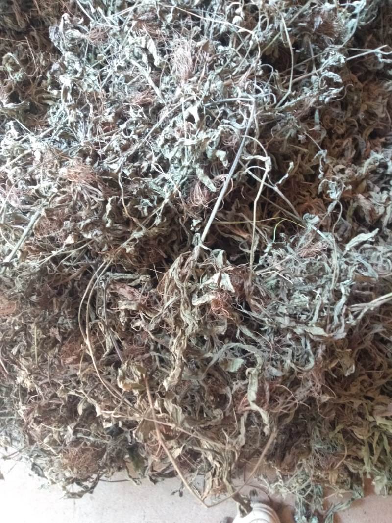 【热销】地胆头整棵带叶干货，新鲜、叶绿，干度足