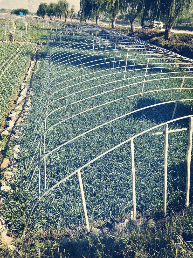 红根蒜苗大量上市