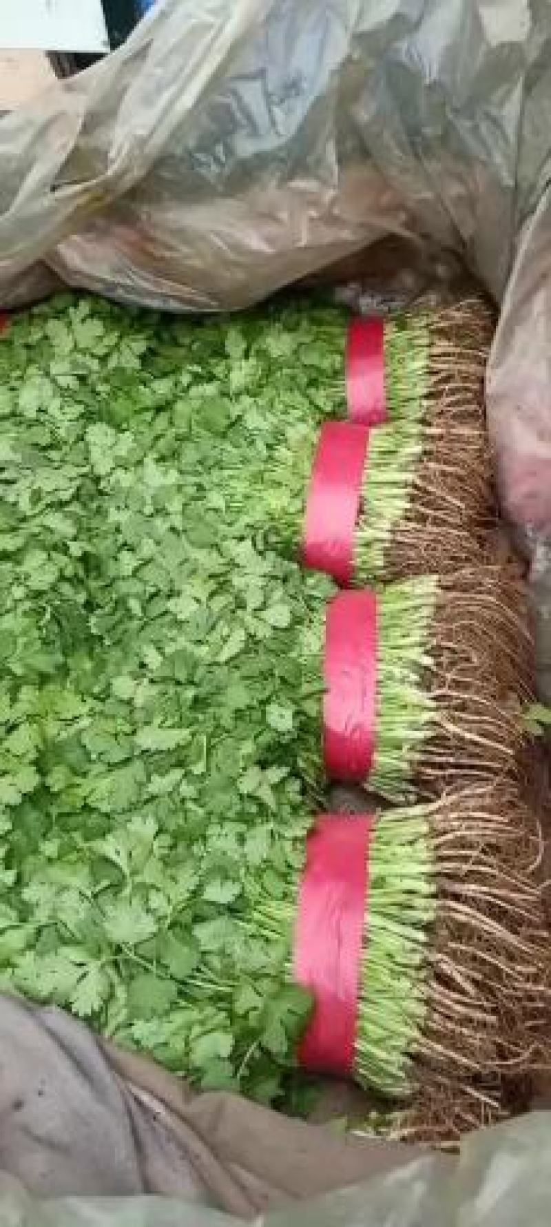 邯郸香菜精品质量诚信经营质量保证