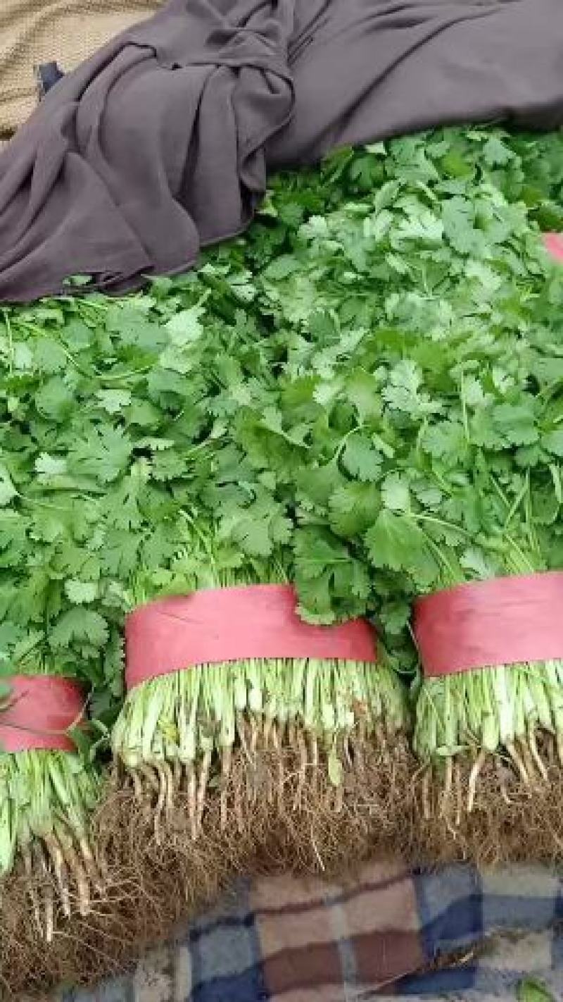 邯郸香菜精品质量诚信经营质量保证