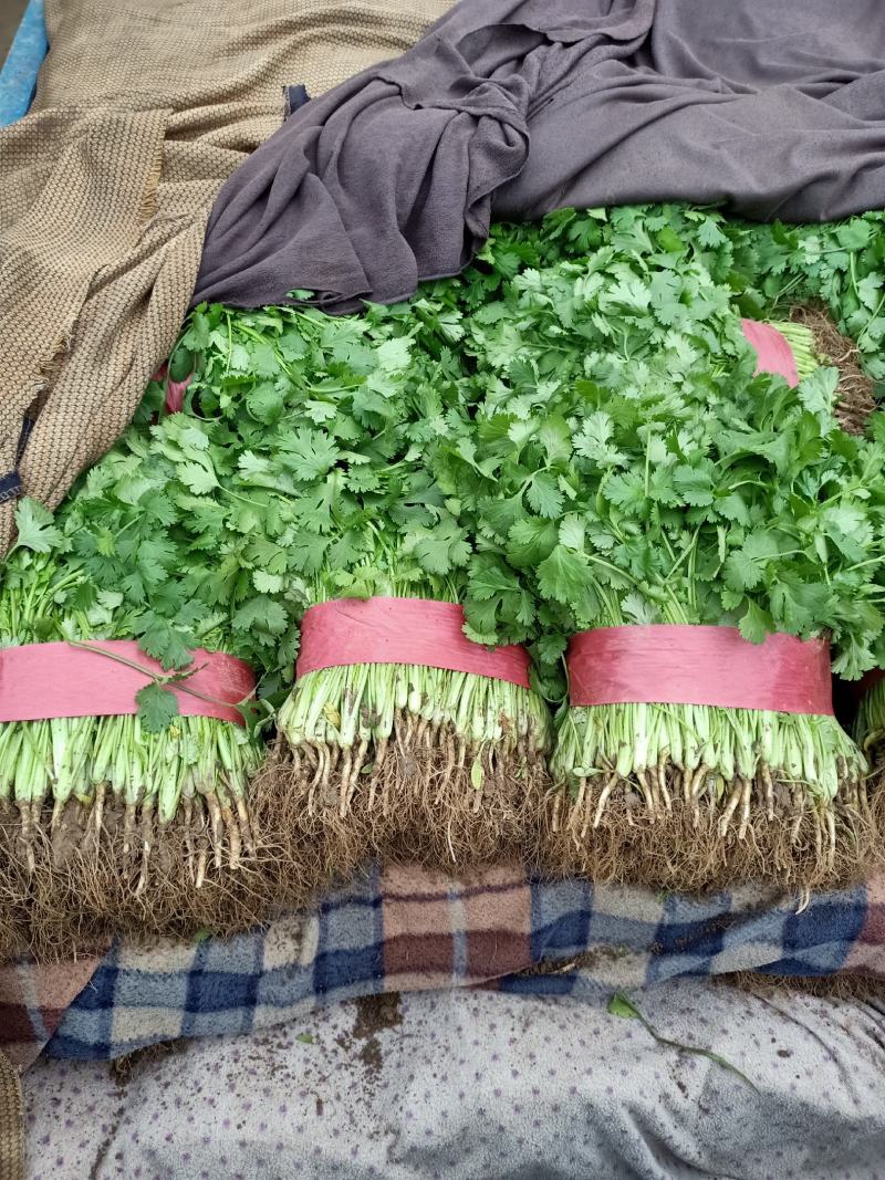 邯郸香菜精品质量诚信经营质量保证