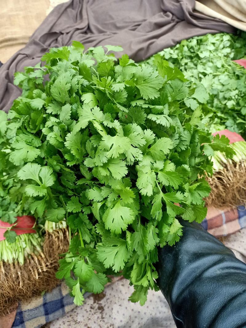 邯郸香菜精品质量诚信经营质量保证