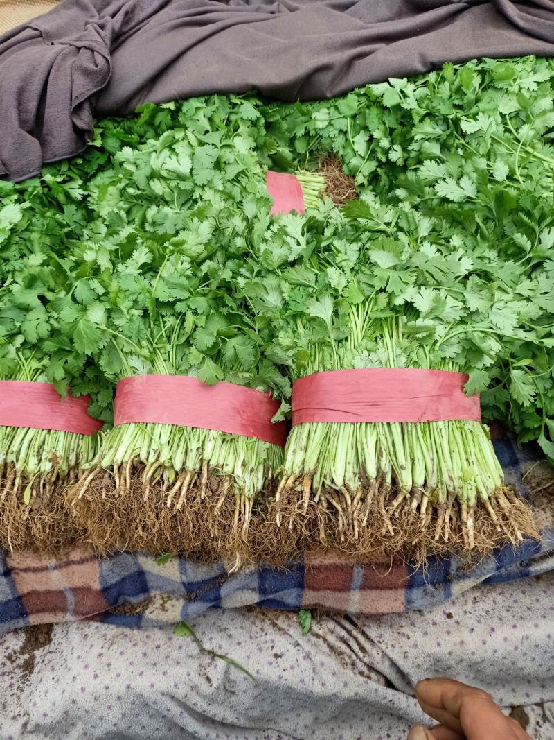 邯郸香菜精品质量诚信经营质量保证