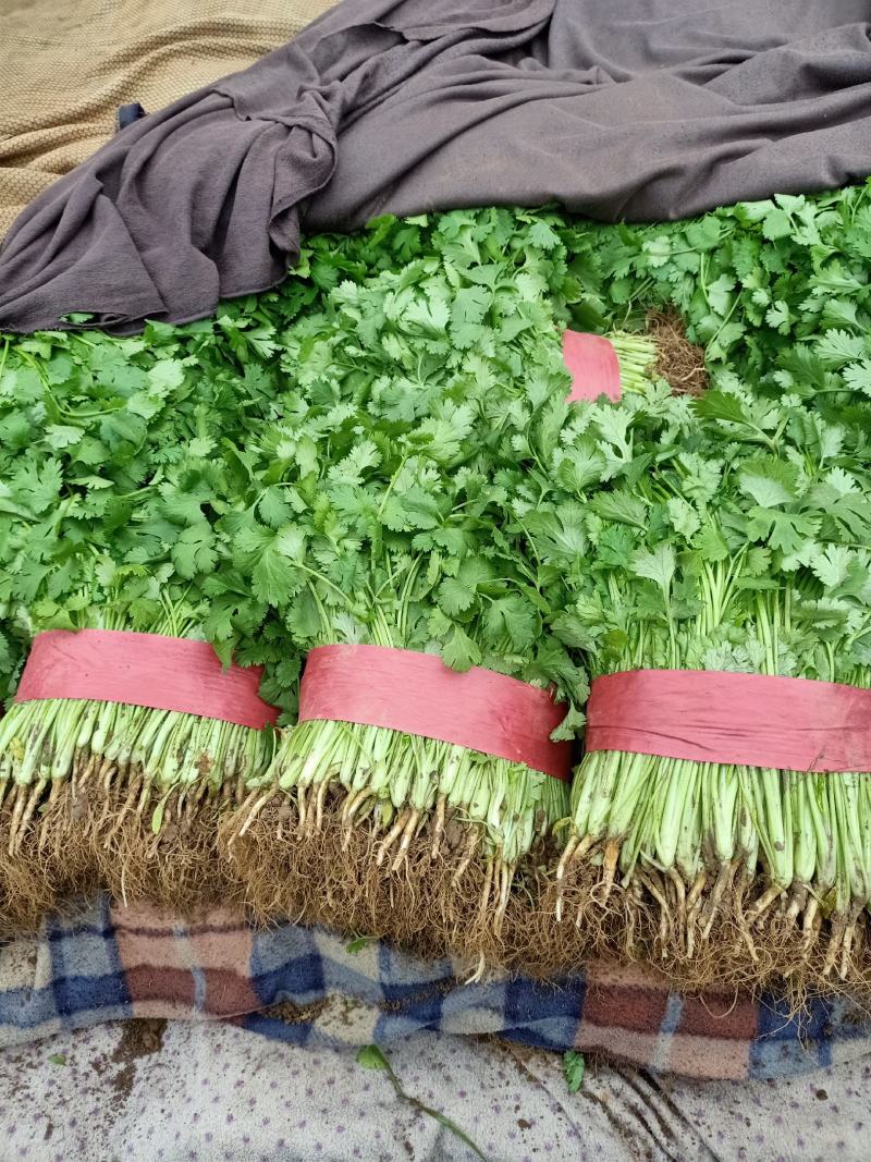邯郸香菜精品质量诚信经营质量保证