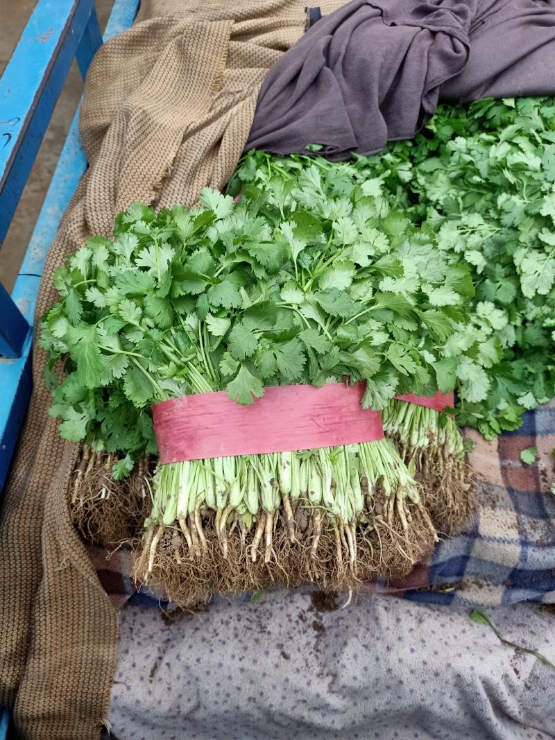 邯郸香菜精品质量诚信经营质量保证