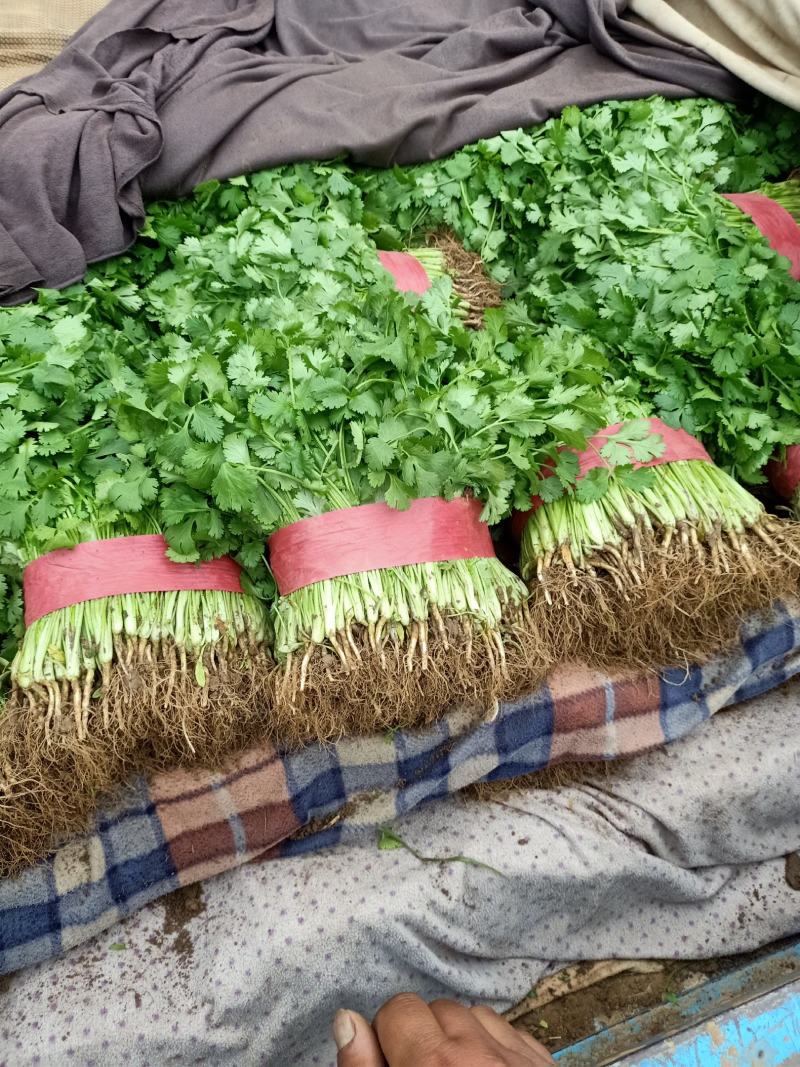 邯郸香菜精品质量诚信经营质量保证