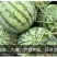 冰糖麒麟西瓜种子，早熟薄皮，含糖13度，酥甜多汁