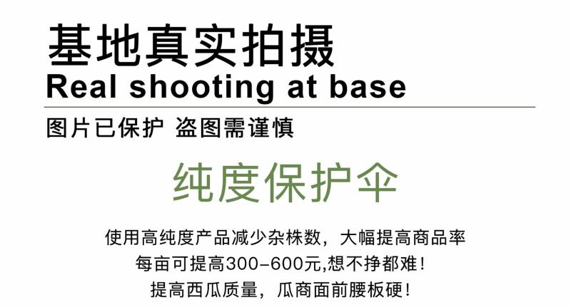 西域早佳8424西瓜种子，酥甜多汁皮薄口感好，耐高温高湿