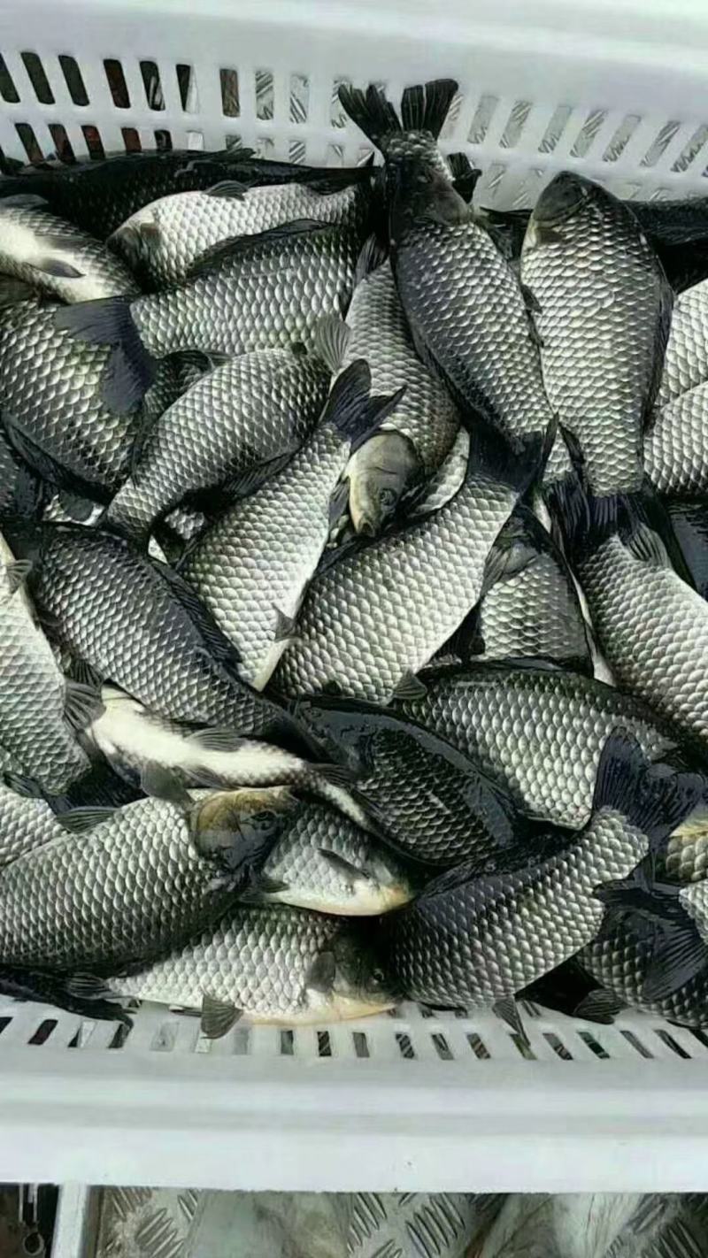 鲫鱼苗