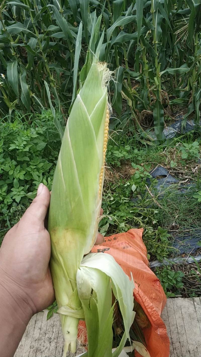 玉米
