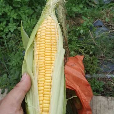 玉米
