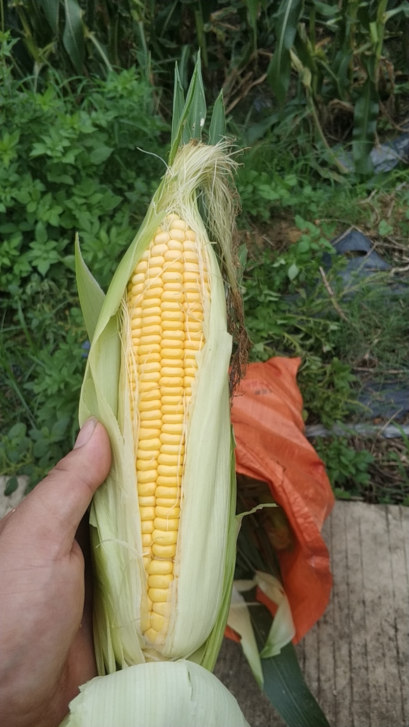 玉米