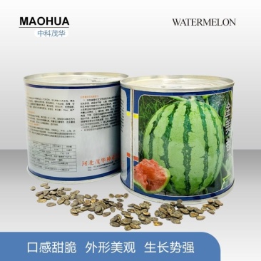 金美都西瓜种子，改良8424更抗裂，肉脆多汁酥甜爽口