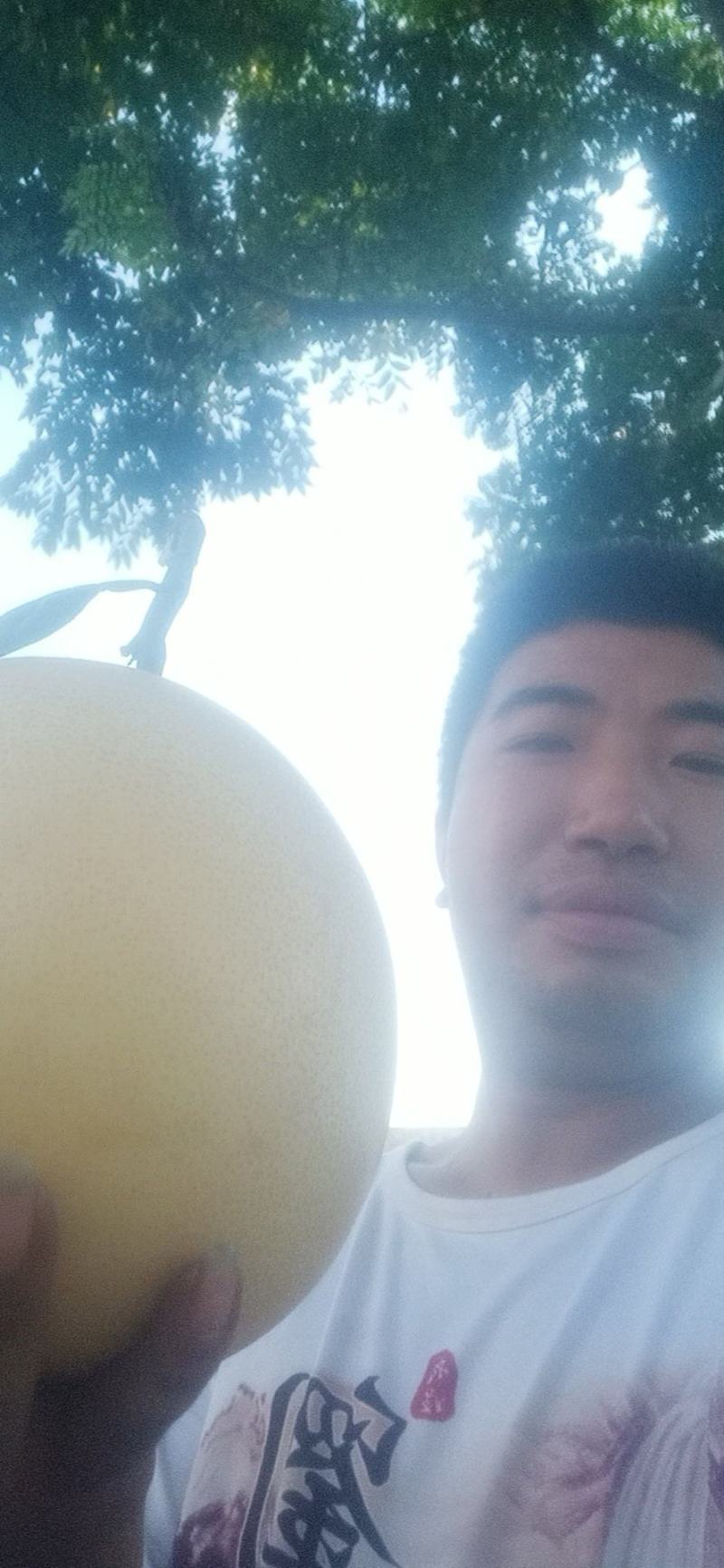 三红柚！三红柚！皮薄肉厚汁多甜度高！过节走亲访友佳品！！