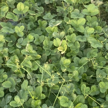 天仙醉草莓苗基地直发一手货源免费技术指导预售