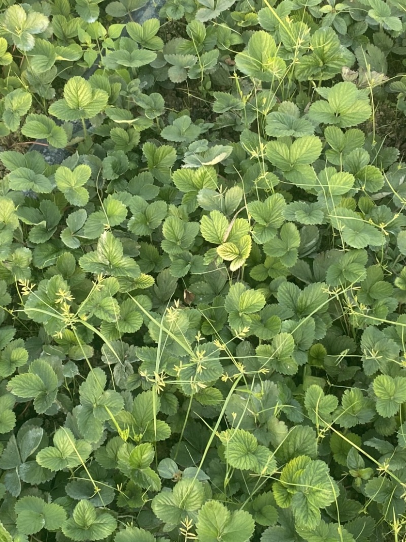 天仙醉草莓苗基地直发一手货源免费技术指导预售