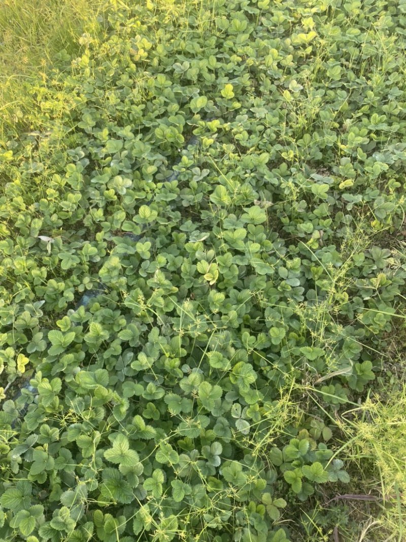 天仙醉草莓苗基地直发一手货源免费技术指导预售