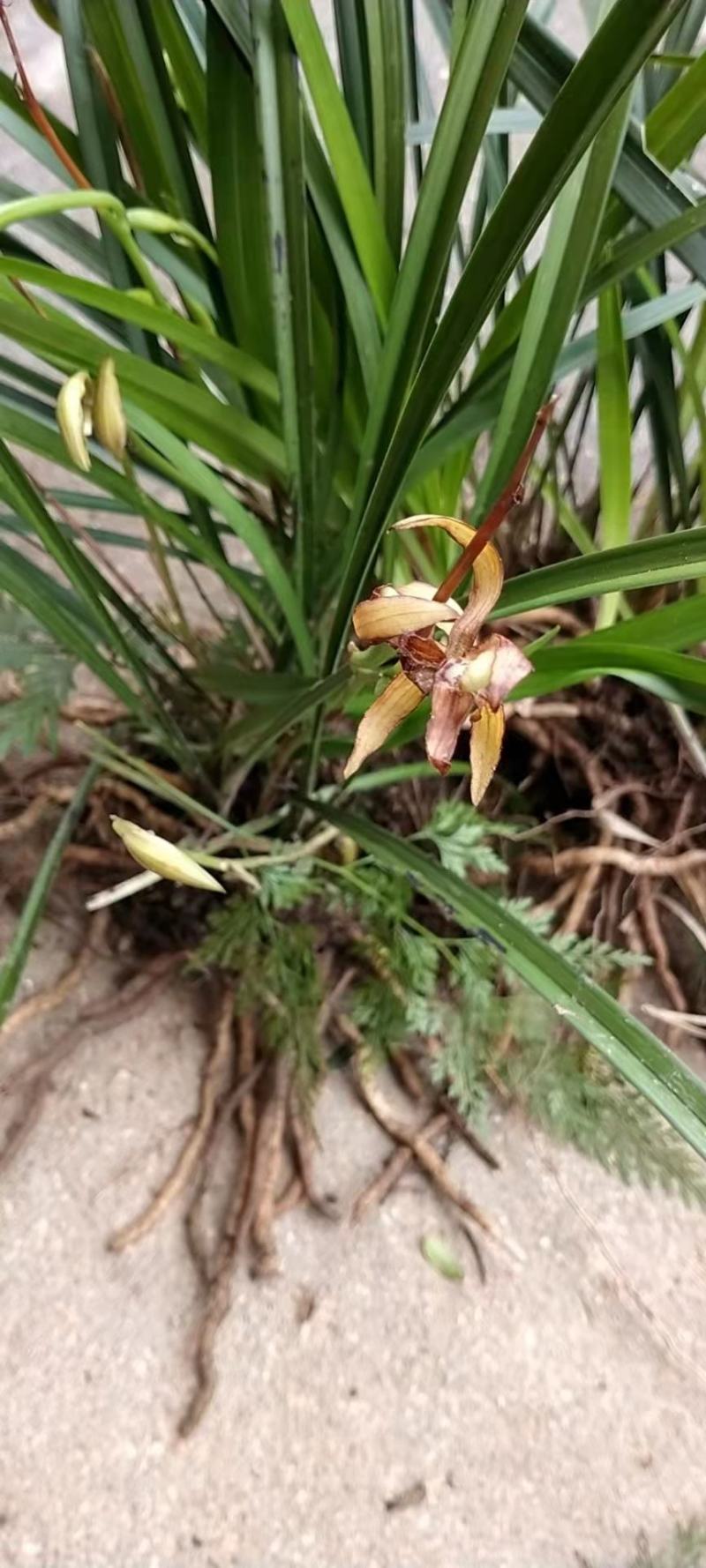 盆景花卉观赏植物下山兰兰花惠兰建兰产地直销