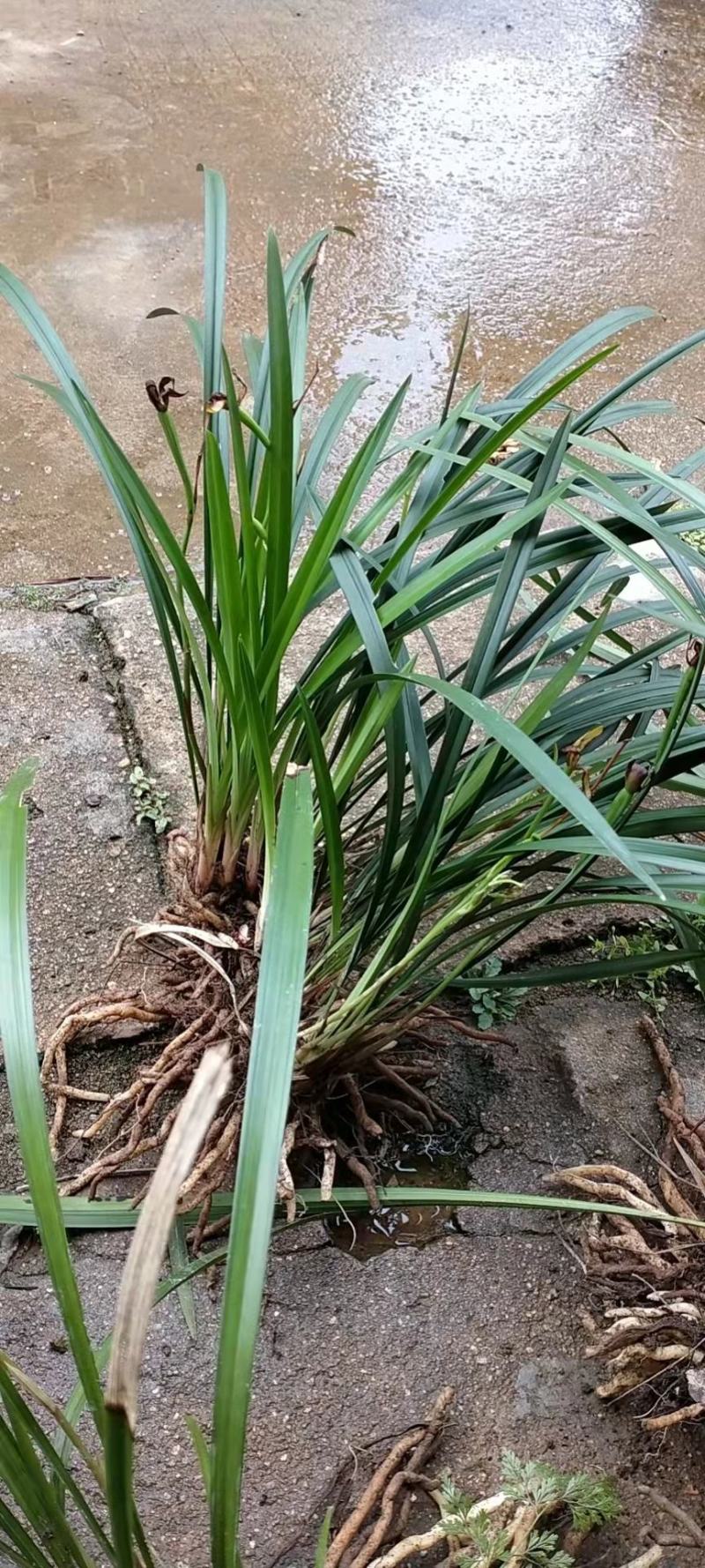 盆景花卉观赏植物下山兰兰花惠兰建兰产地直销
