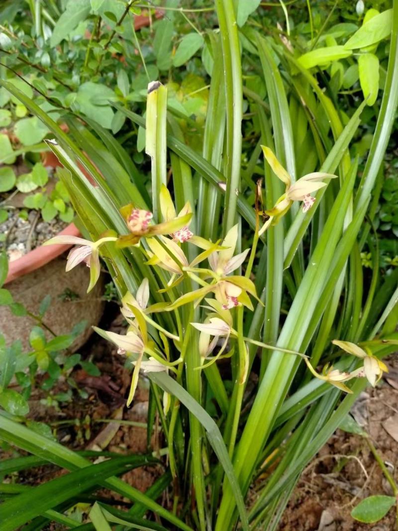盆景花卉观赏植物下山兰兰花惠兰建兰产地直销
