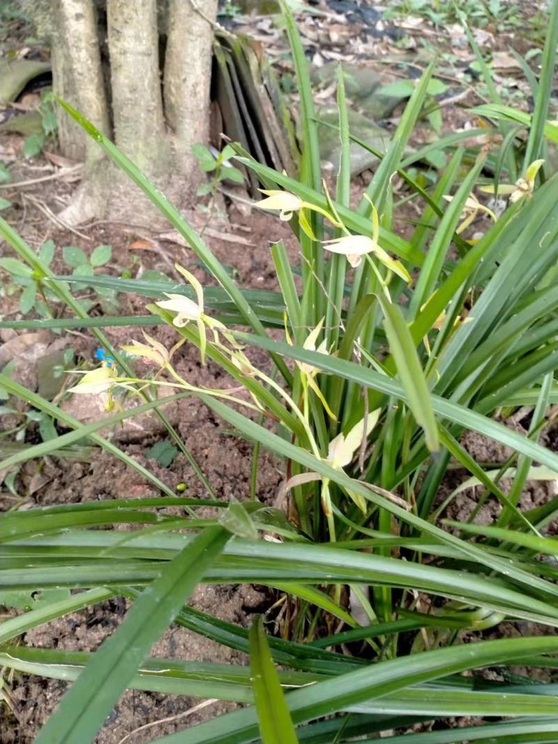 盆景花卉观赏植物下山兰兰花惠兰建兰产地直销