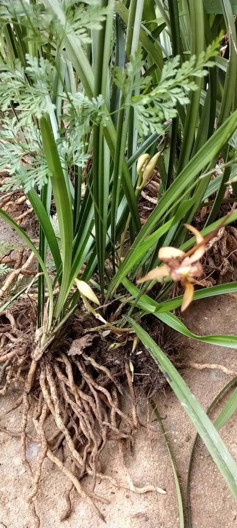 盆景花卉观赏植物下山兰兰花惠兰建兰产地直销