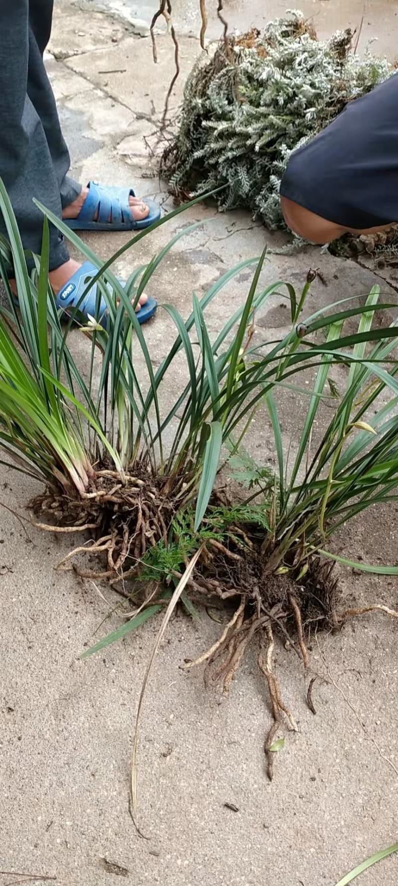 盆景花卉观赏植物下山兰兰花惠兰建兰产地直销