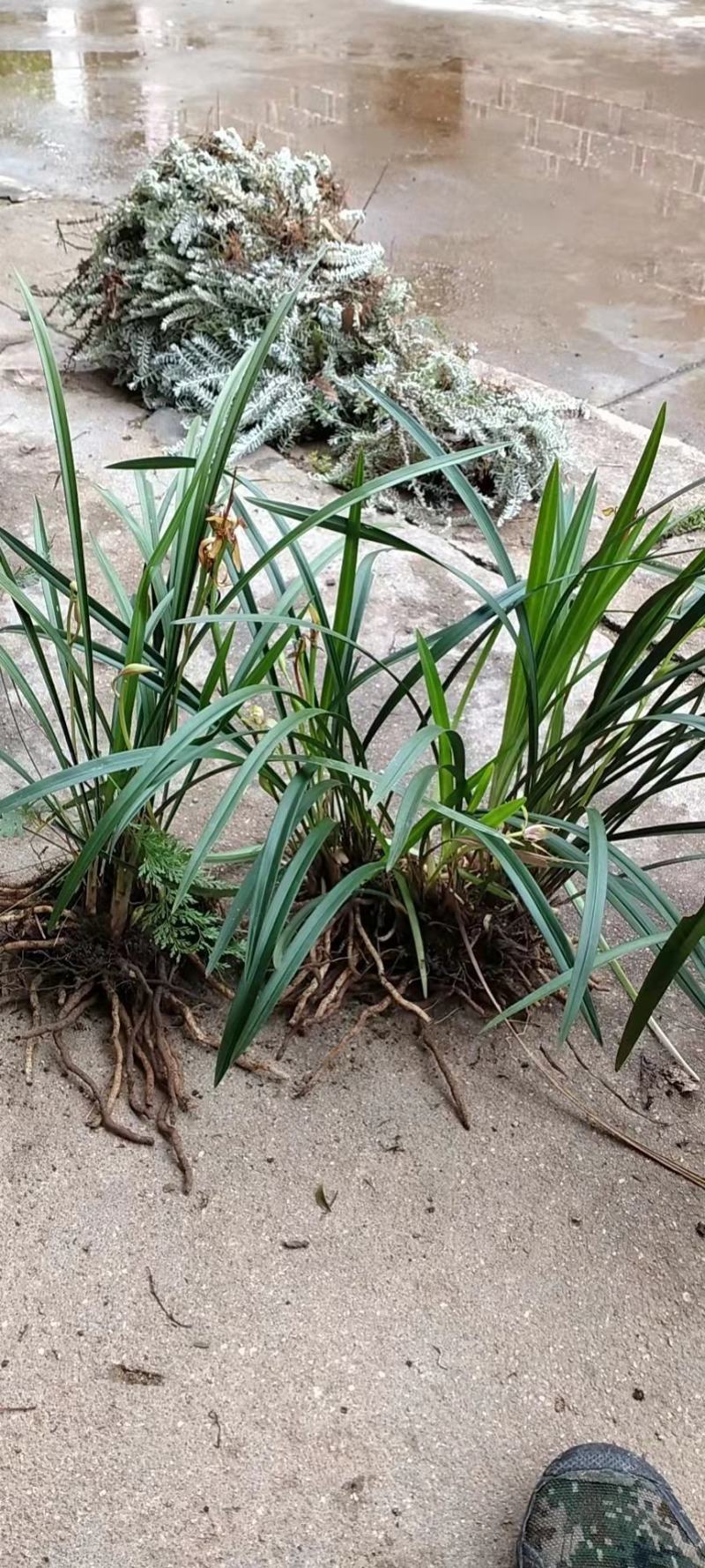 盆景花卉观赏植物下山兰兰花惠兰建兰产地直销