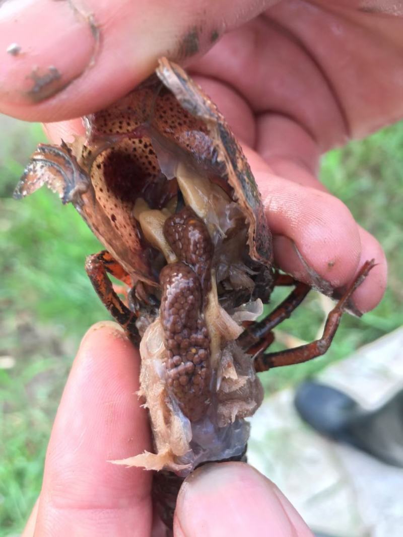 小龙虾苗，种虾头甲已经开始抱卵，现在是投放种虾的黄金时间