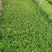 柳叶马鞭草多分支基地直销绿化工程专用苗花海打造
