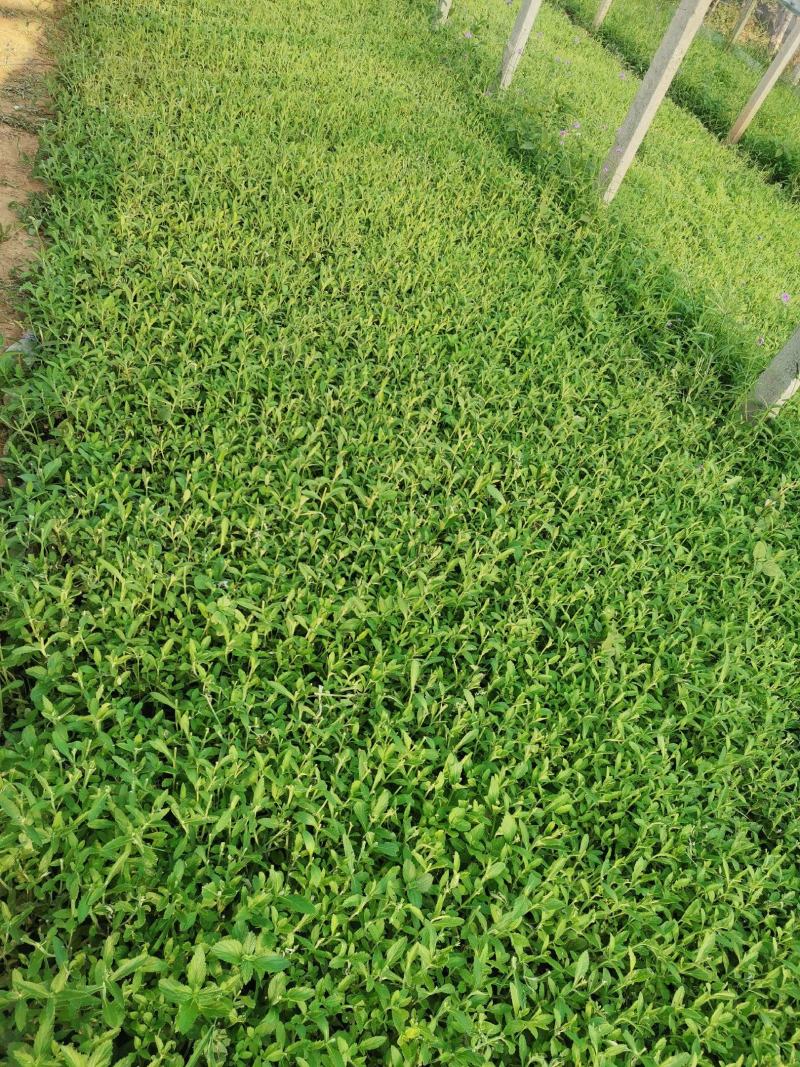 柳叶马鞭草多分支基地直销绿化工程专用苗花海打造