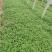 柳叶马鞭草多分支基地直销绿化工程专用苗花海打造