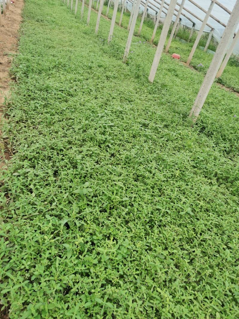 柳叶马鞭草多分支基地直销绿化工程专用苗花海打造