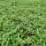 柳叶马鞭草多分支基地直销绿化工程专用苗花海打造
