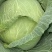 【甘蓝】河南通许扁包菜，京丰一号大量上市质量很好诚信经营