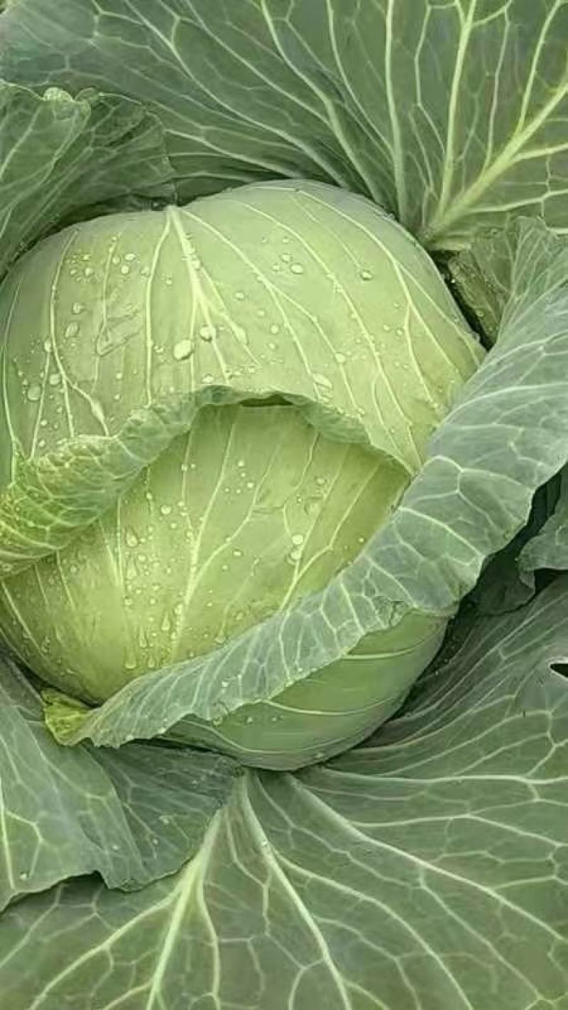 【甘蓝】河南通许扁包菜，京丰一号大量上市质量很好诚信经营