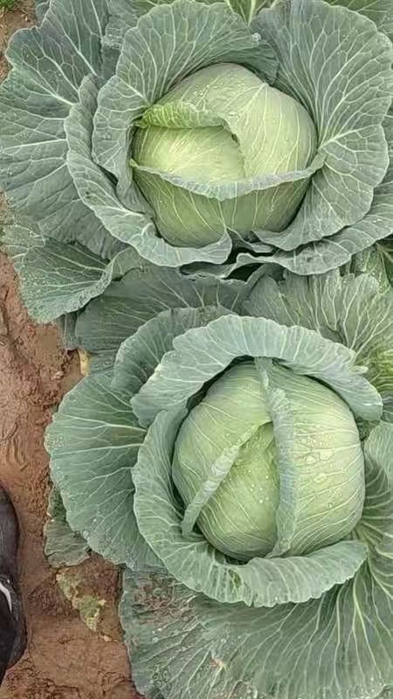 【甘蓝】河南通许扁包菜，京丰一号大量上市质量很好诚信经营