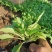 地被石竹金鸡菊鼠尾草马鞭草基地直销常夏石竹批发