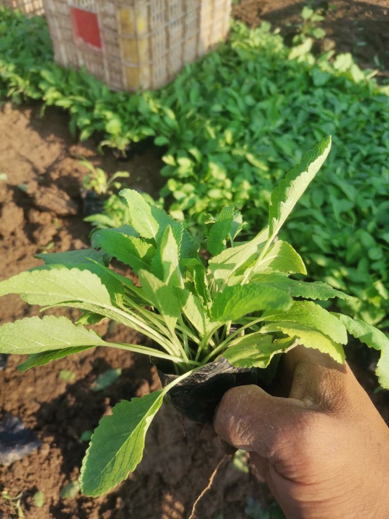 地被石竹金鸡菊鼠尾草马鞭草基地直销常夏石竹批发