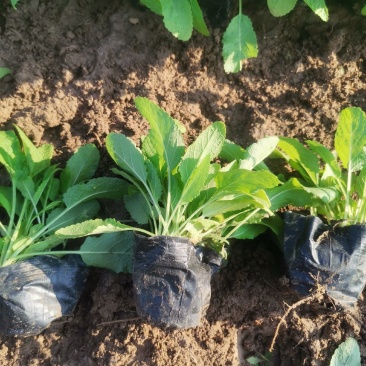 地被石竹金鸡菊鼠尾草马鞭草基地直销常夏石竹批发