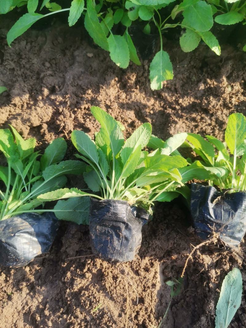 地被石竹金鸡菊鼠尾草马鞭草基地直销常夏石竹批发