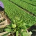 地被石竹金鸡菊鼠尾草马鞭草基地直销常夏石竹批发
