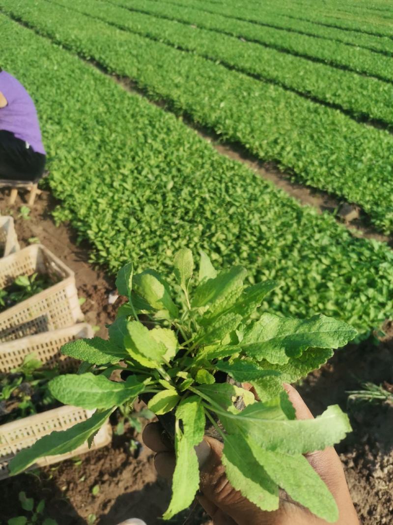 地被石竹金鸡菊鼠尾草马鞭草基地直销常夏石竹批发