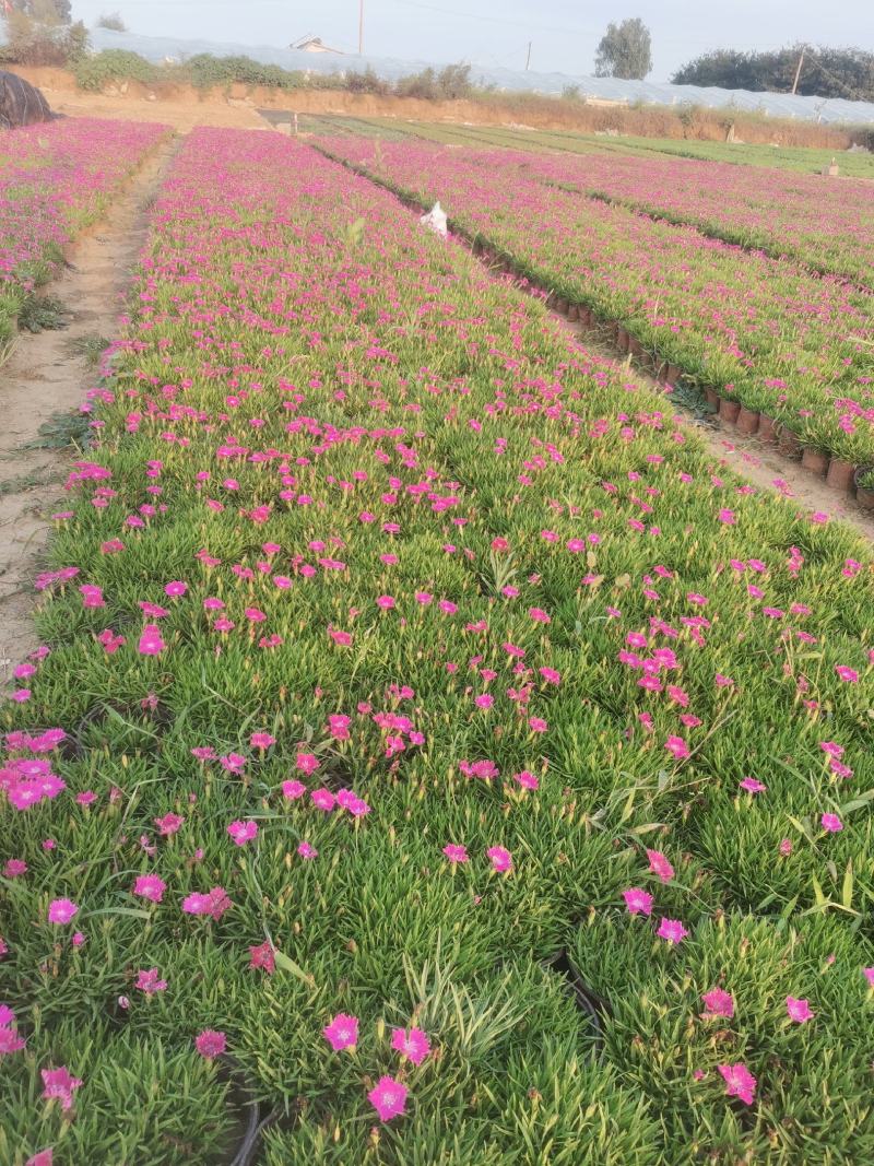 基地直销欧石竹双色盆营养杯穴盘苗