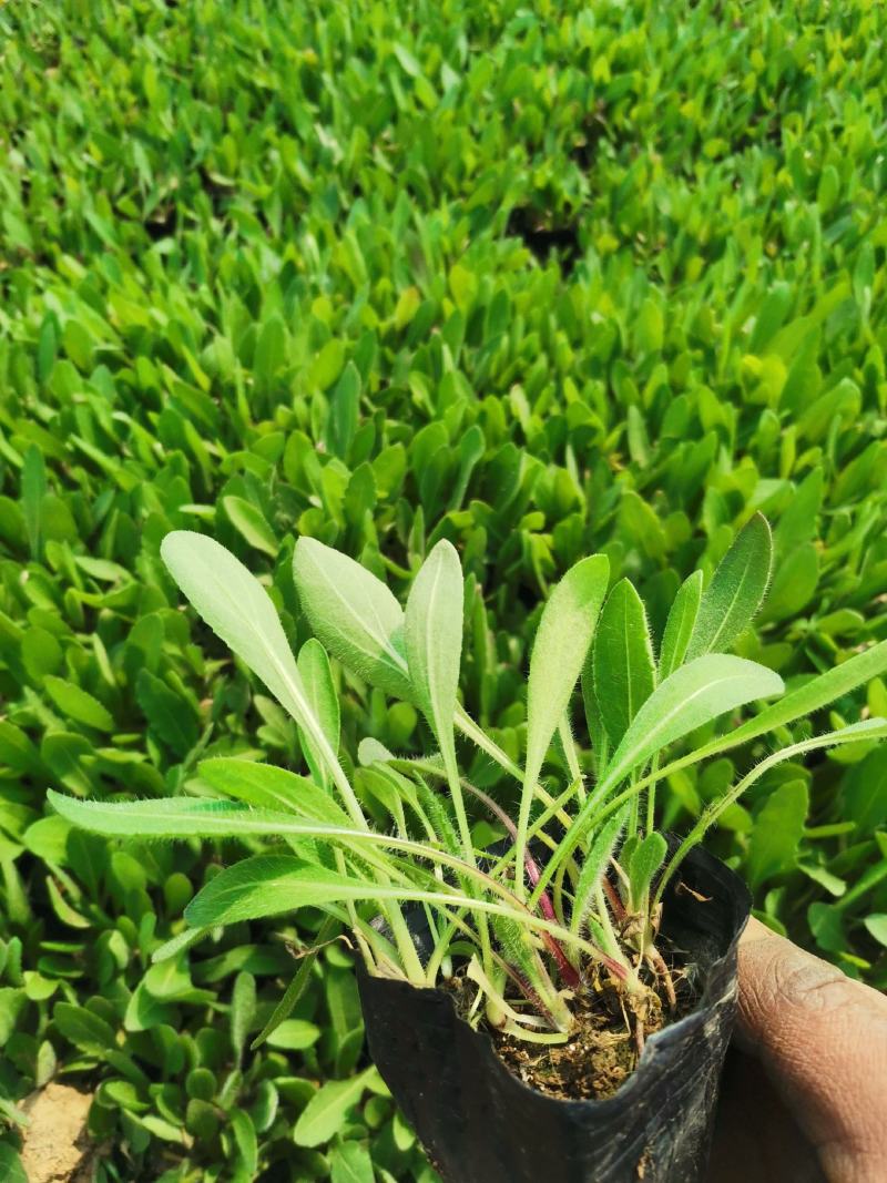 山东青州天人菊金鸡菊黑心菊各种地被植物种植基地