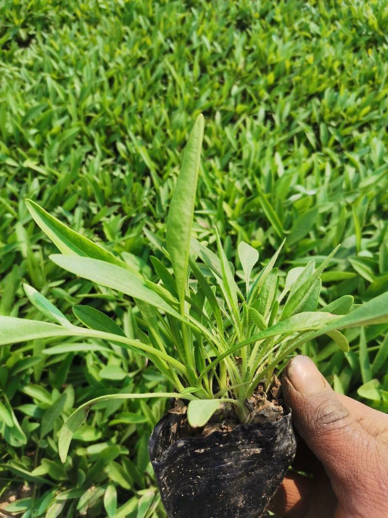 山东青州天人菊金鸡菊黑心菊各种地被植物种植基地