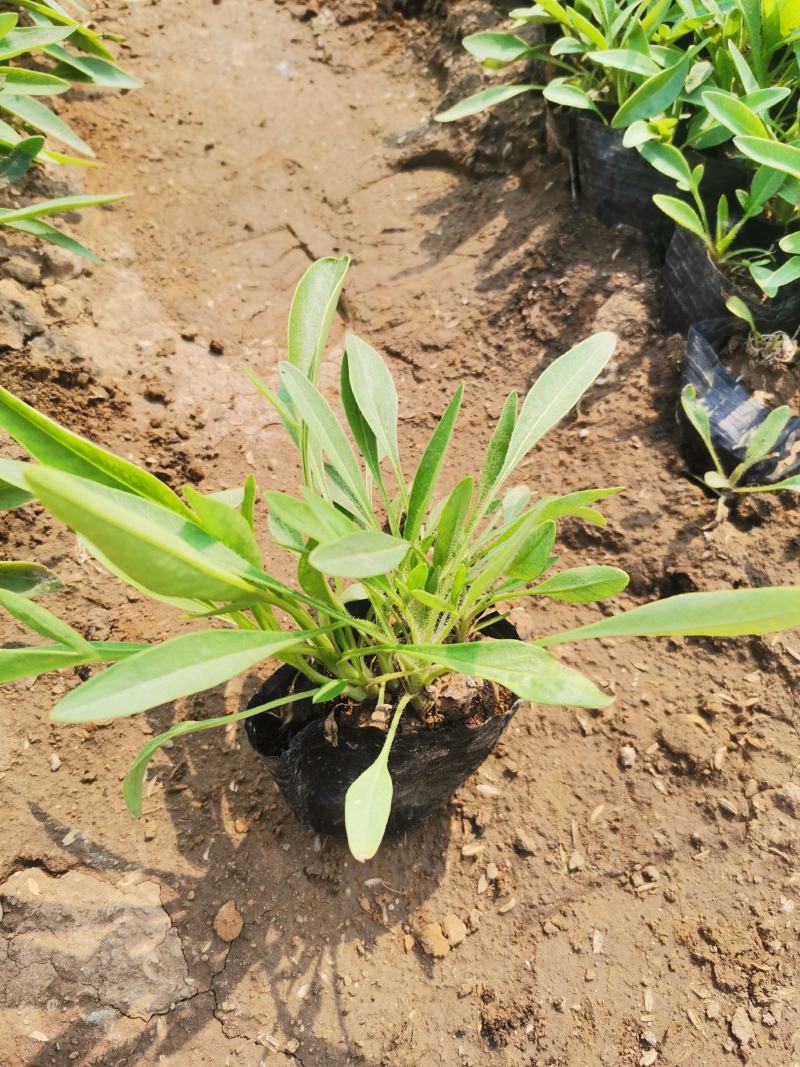 山东青州天人菊金鸡菊黑心菊各种地被植物种植基地