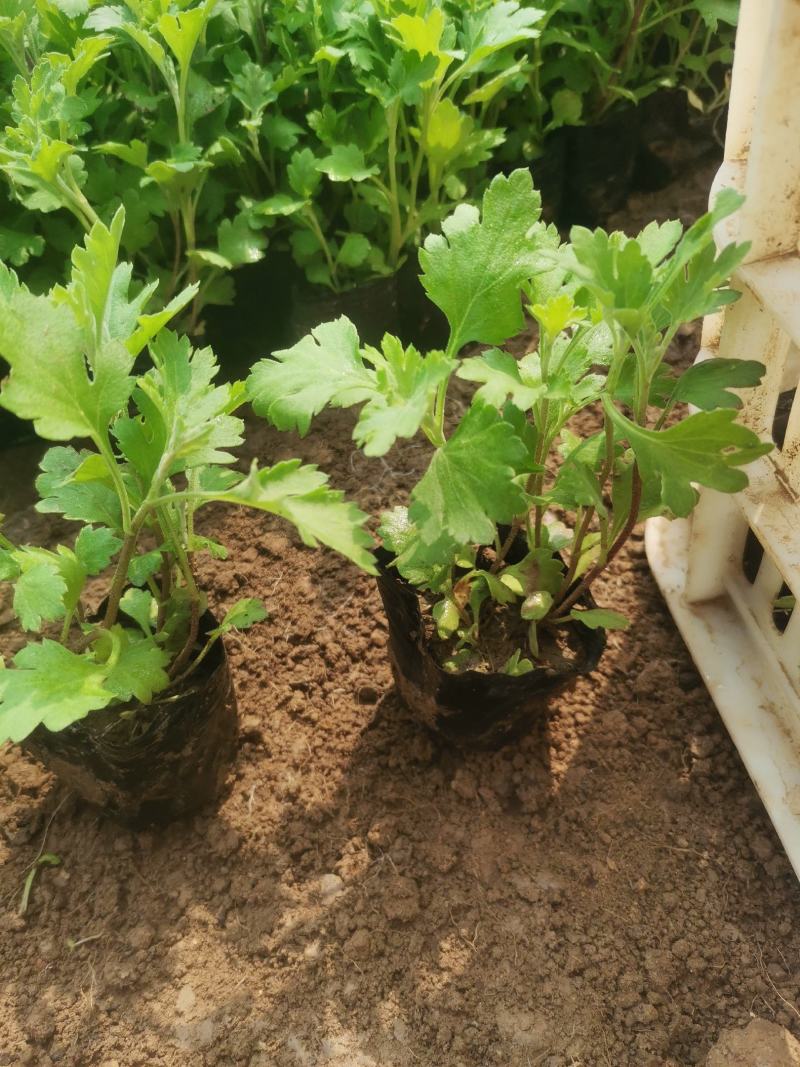 地被菊大量现货基地直销。