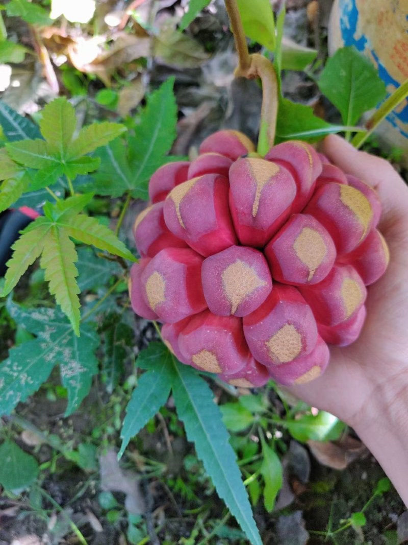 广西黑老虎